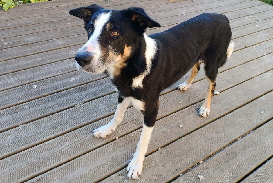 Alerte Découverte Chien croisement  Mâle Tulle France