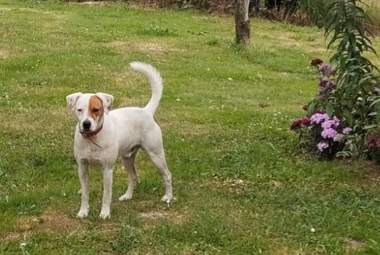 Alerte Découverte Chien Mâle Estivaux France